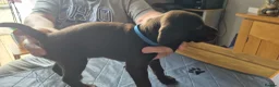 Mixed Breed dogs for sale: Gsp/Vizsla - Advert 11