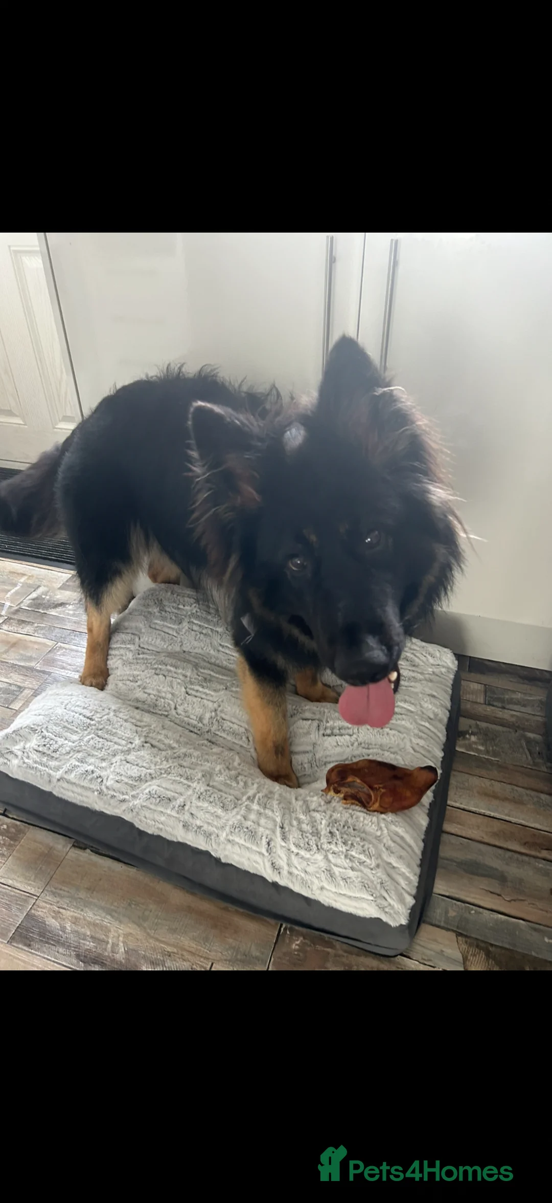 German Shepherd dogs for sale: Male 2 year old German shepherd  in Nantwich - Advert 2