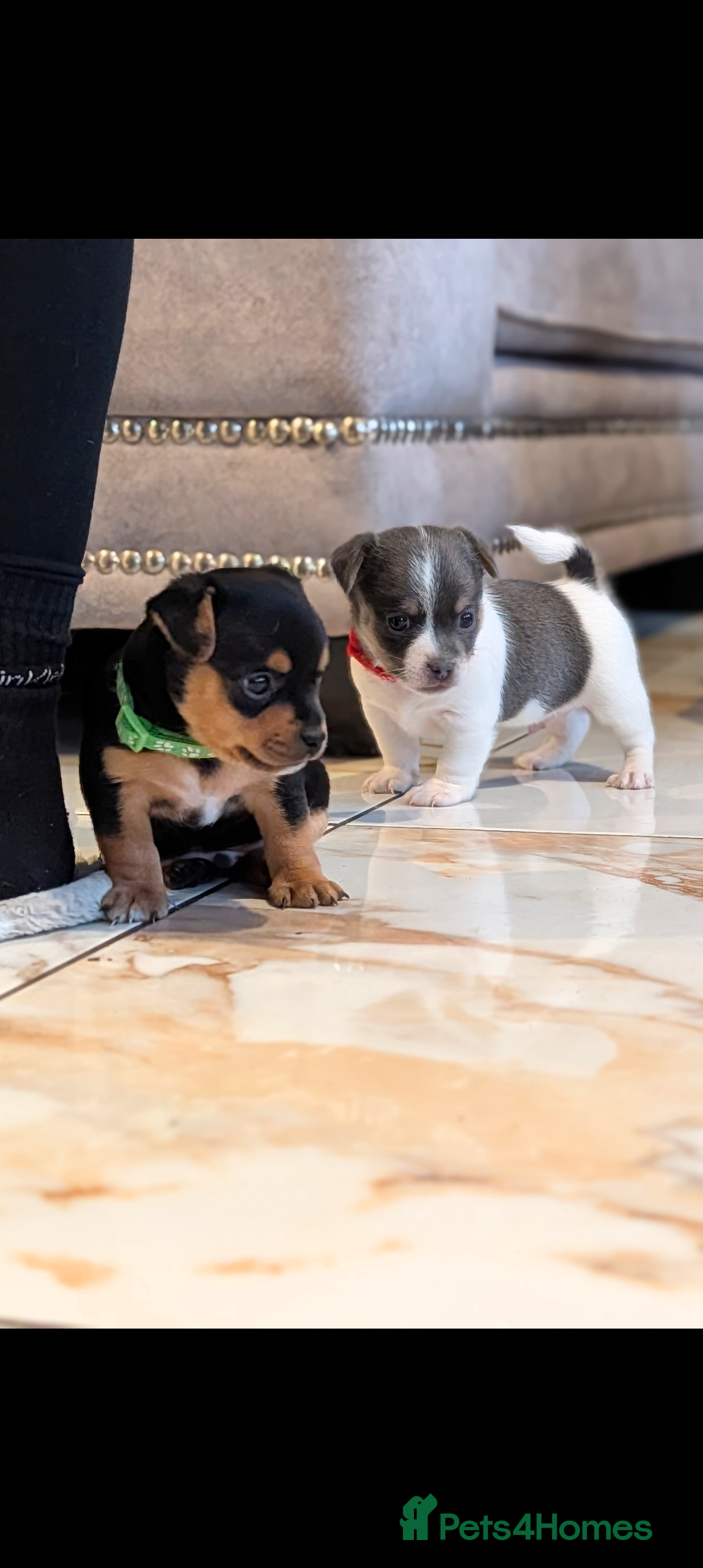 Jack Russell dogs Quality Miniature Jack Russells  - Advert 9