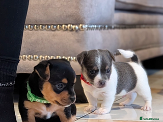 Jack Russell dogs Quality Miniature Jack Russells - Advert 9