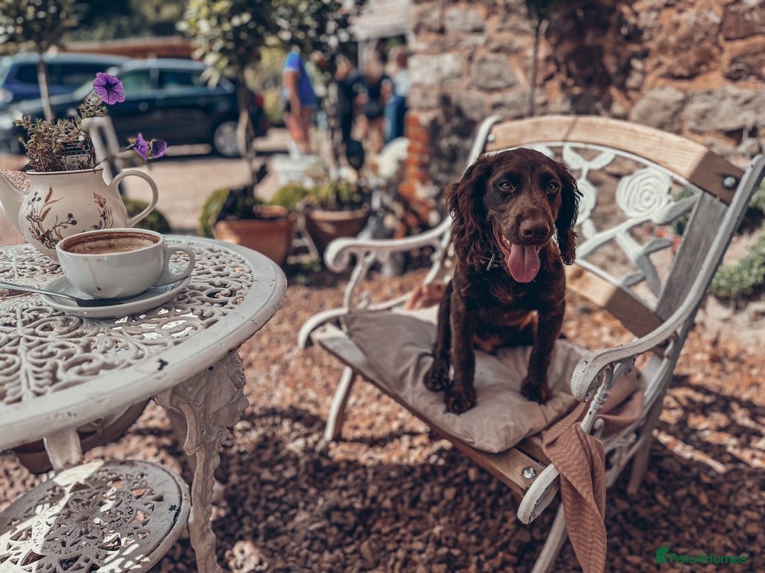 Cocker Spaniel dogs for sale: 4 months old working cocker spaniel - Image 1