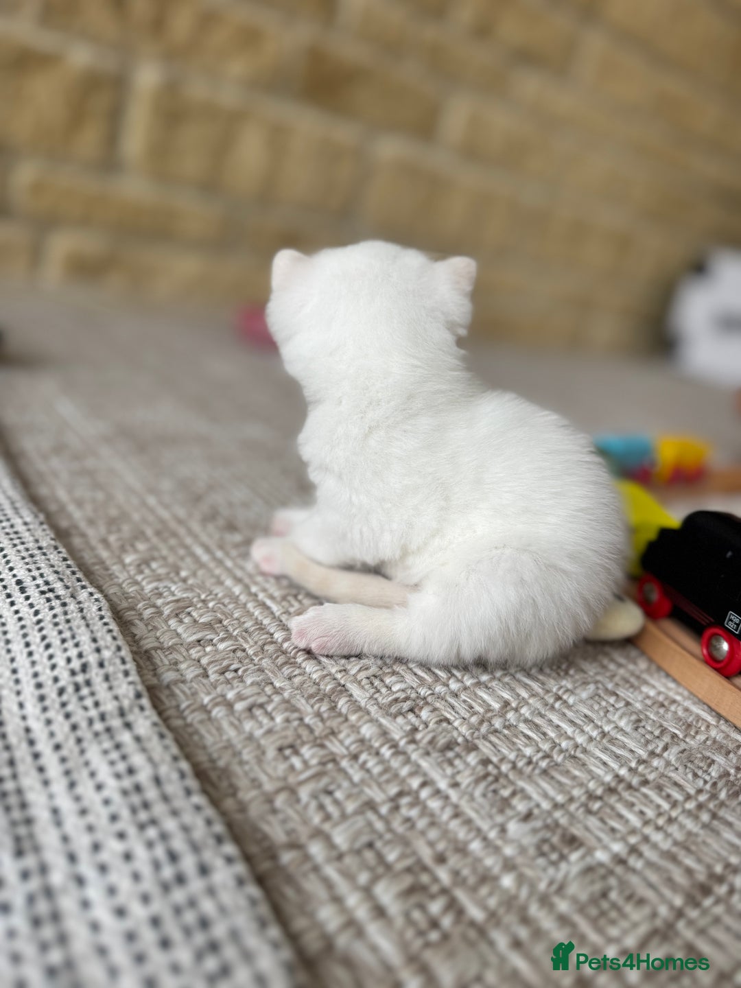 British Shorthair cats for sale: PEDIGREE BRITISH SHORTHAIR KITTENS COLOURPOINT - Image 16