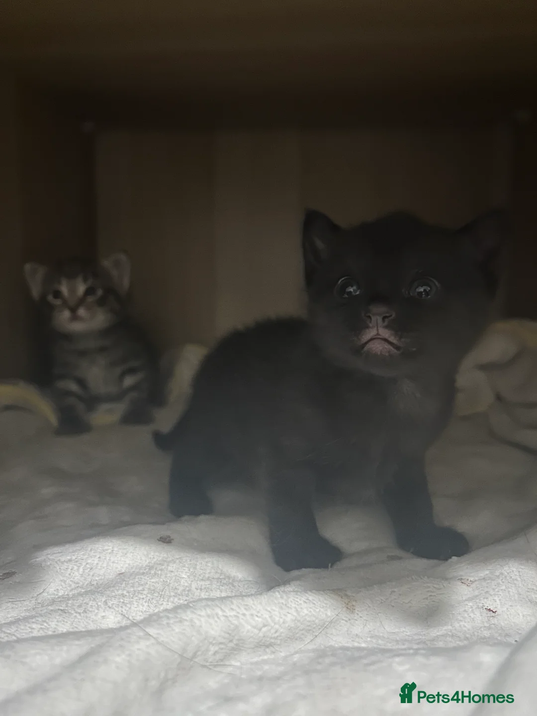 Mixed Breed cats for sale: Beautiful kittens  - Advert 36