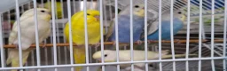 Budgerigars birds for sale: Budgies for sale Birmingham  - Advert 1