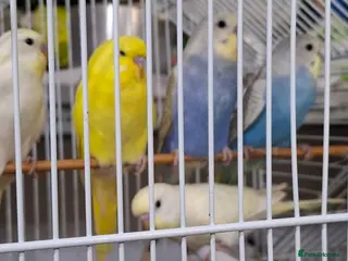 Budgerigars birds Budgies for sale Birmingham - Advert 1