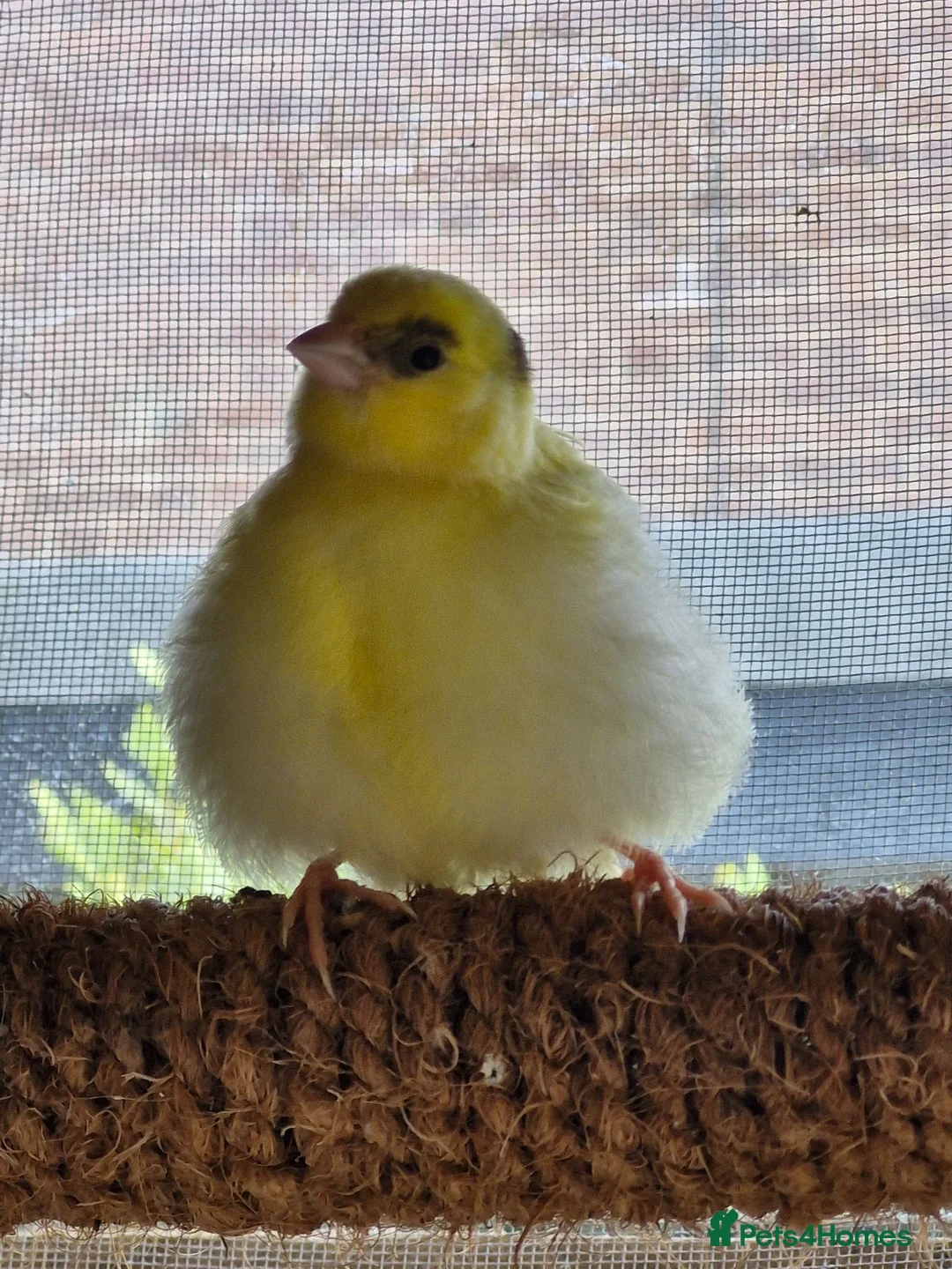 Canaries birds for sale: Beautiful Fife Canaries for sale in King's Lynn - Advert 1