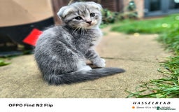 Scottish Fold cats for sale: Scottish fold kittens - Image 1