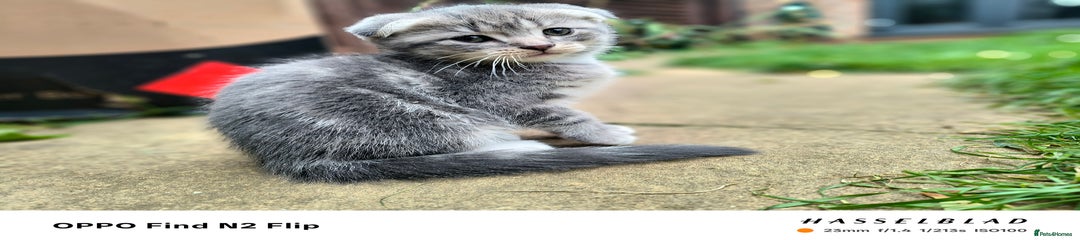 Scottish Fold Kitten 1