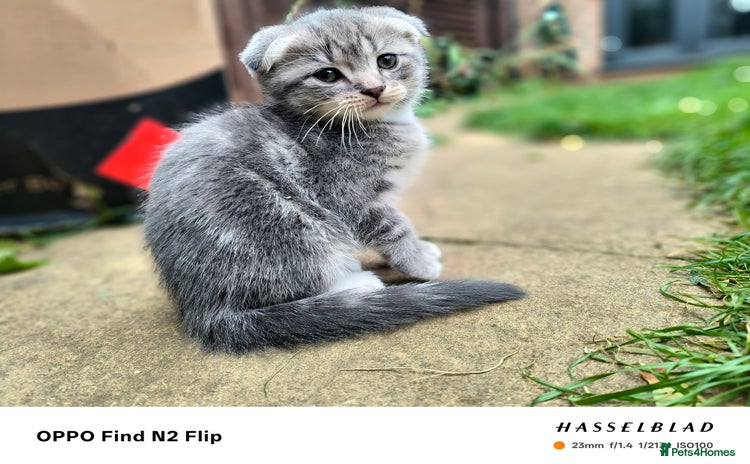 Scottish Fold cats - Advert 1