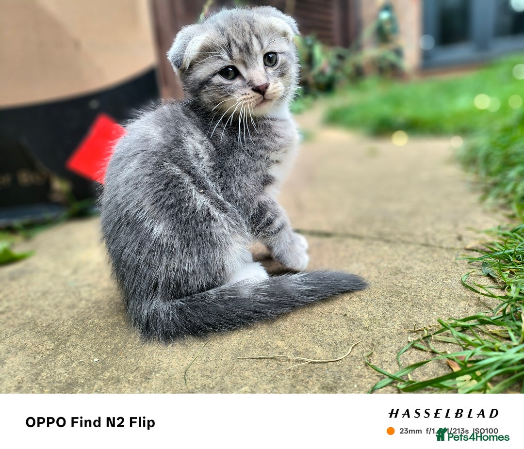 Scottish Fold cats for sale: Scottish fold kittens - Image 1