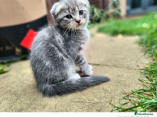 Scottish Fold cats - Advert 29