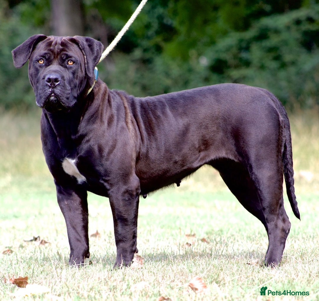 Boerboel dogs for sale: Noxterra Bred Pedigree Black Boerboel Adult  - Advert 4