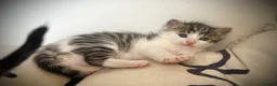 Mixed Breed cats for sale: 🐾 Beautiful Baby Kittens - Ragdoll x Bengal 🐾 - Advert 17