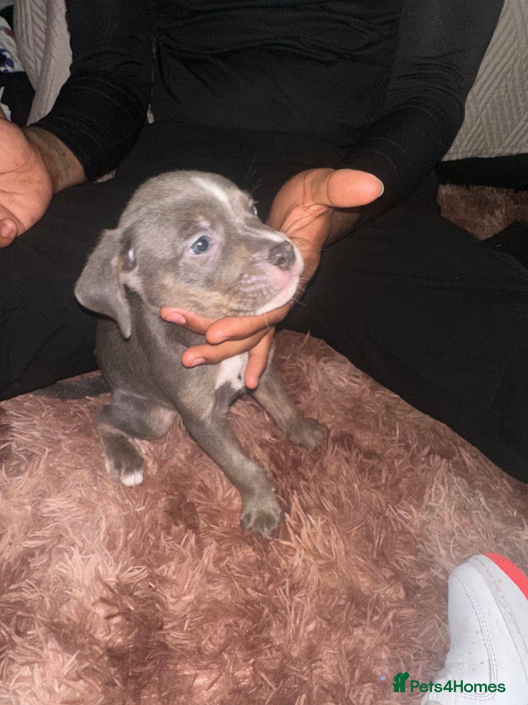 Mixed Breed dogs for sale: Mixed breed for cheap  - Image 21