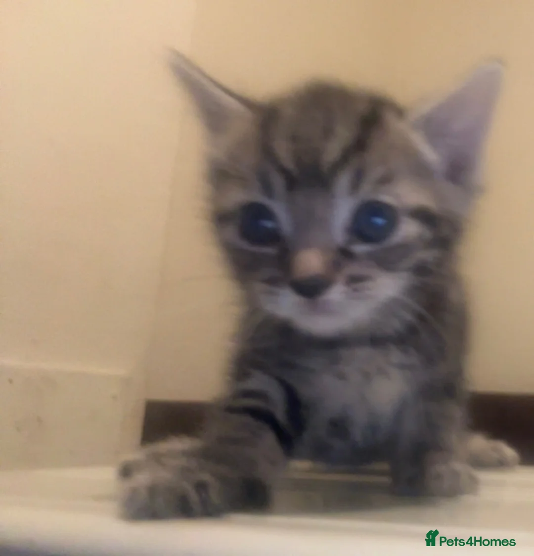 Mixed Breed cats for sale: 🐾 Adorable Kittens Looking for Their Homes! 🐾 in Croydon - Advert 7