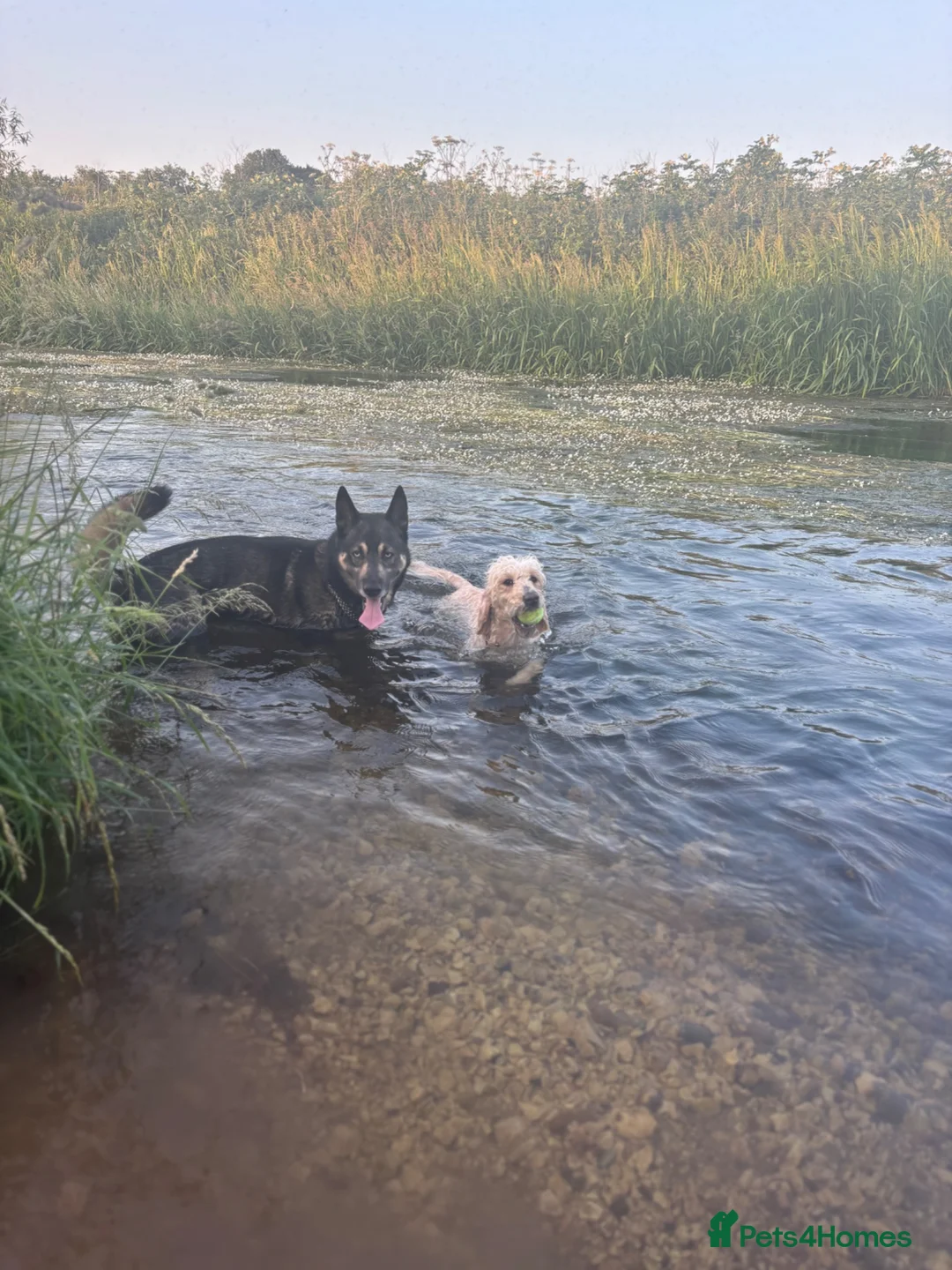 Mixed Breed dogs for sale: READY NOW pups for sale  - Advert 10