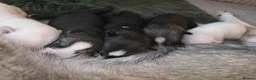 Siberian Husky dogs for sale: Pedigree Husky pups in Littlehampton - Advert 8