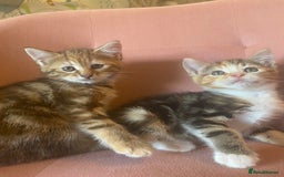 British Longhair cats for sale: 4 Beautiful tabby kittens - Image 6