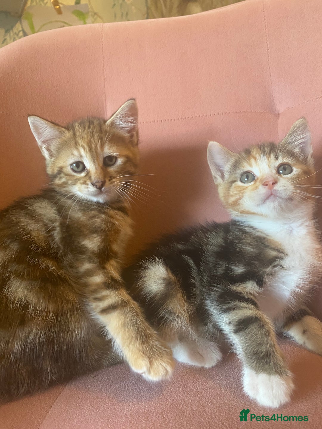 British Longhair cats for sale: 4 Beautiful tabby kittens - Image 6