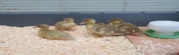 Ducks poultry for sale: Pure Bred Call Ducklings - Advert 3