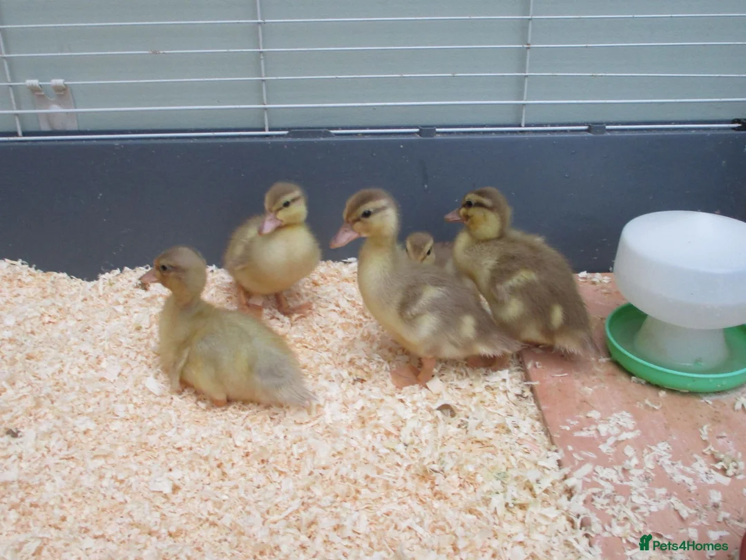 Ducks poultry for sale: Pure Bred Call Ducklings - Advert 3
