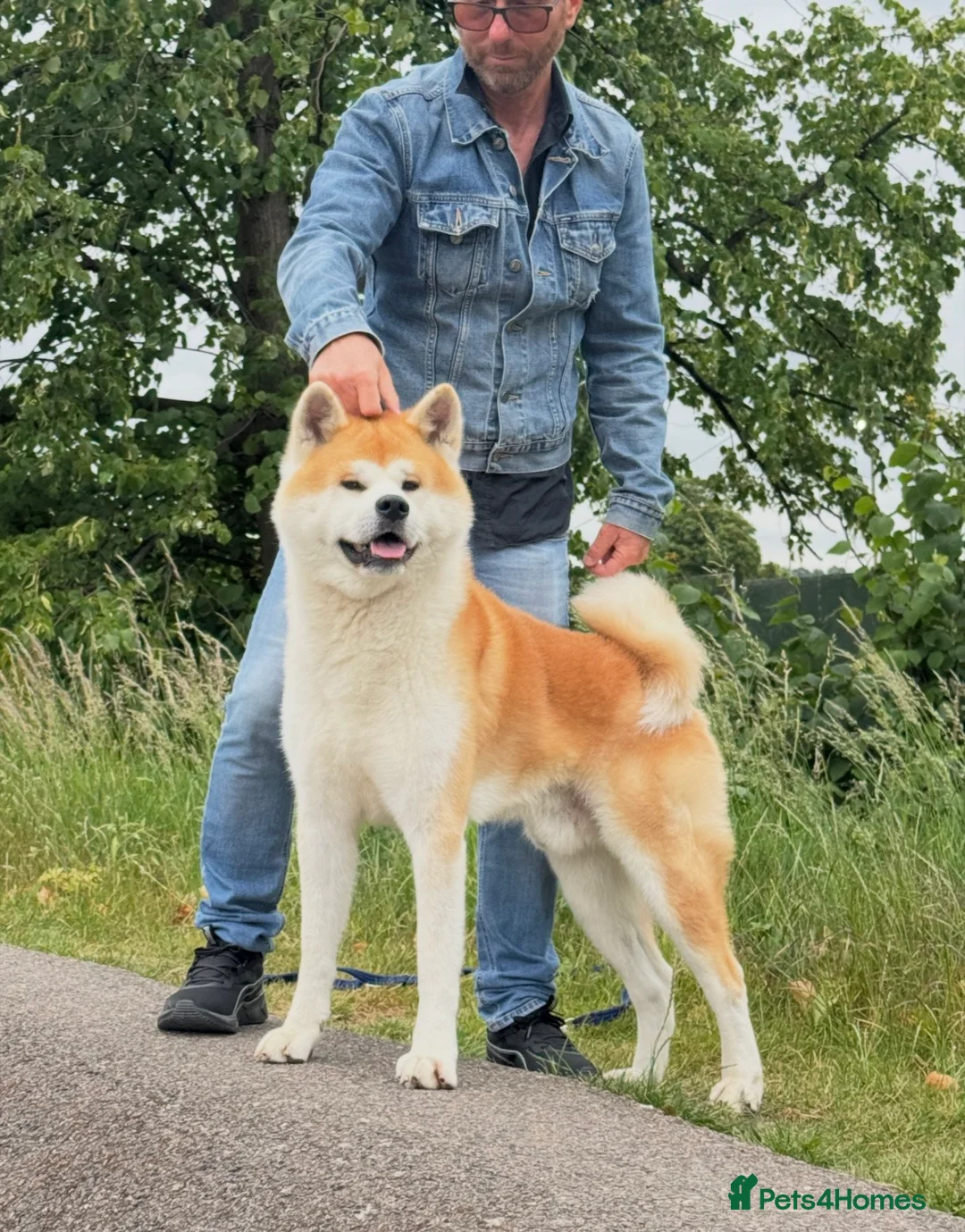 Japanese Akita Inu dogs for stud: JJapanese Akita Inu Stud Available – London - Advert 4