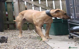 Lurcher dogs for sale: Lurcher pup - Image 4