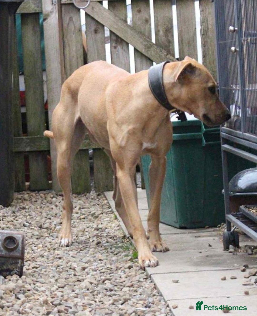 Lurcher dogs for sale: Lurcher pup - Image 4