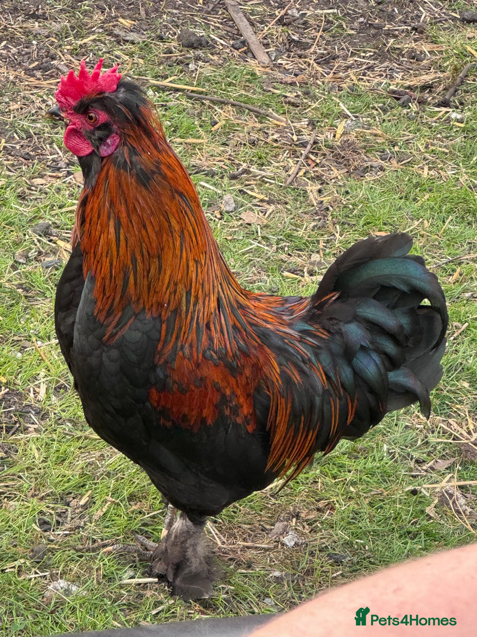 Chickens poultry 2 cockerels  - Advert 18