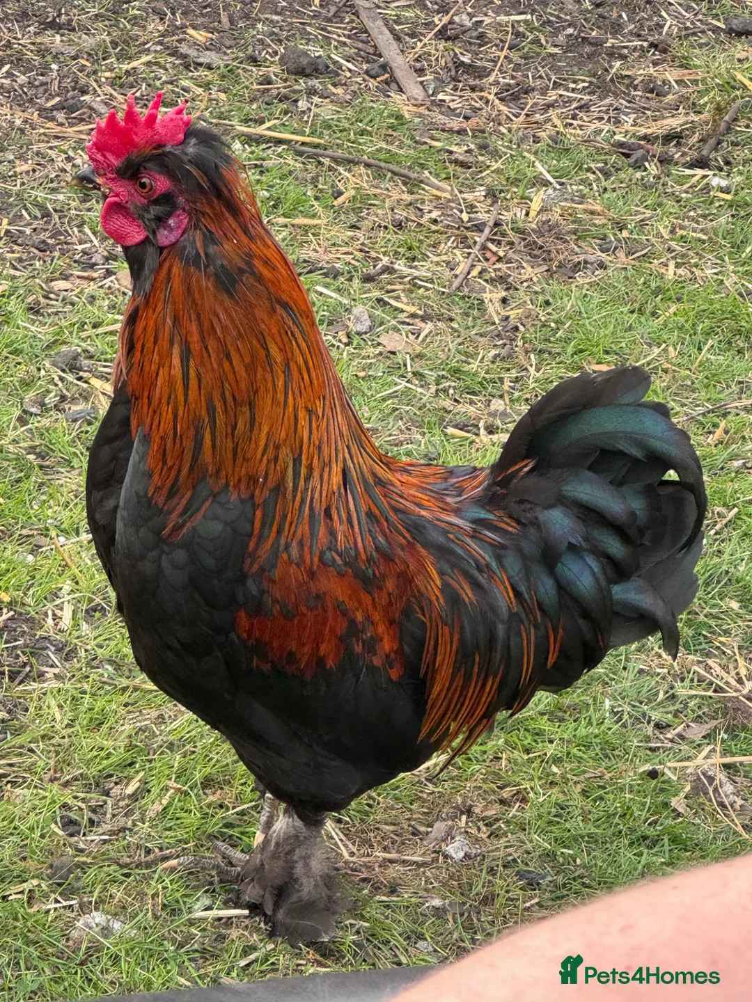 Chickens poultry for sale: 2 cockerels  in Market Rasen - Advert 1