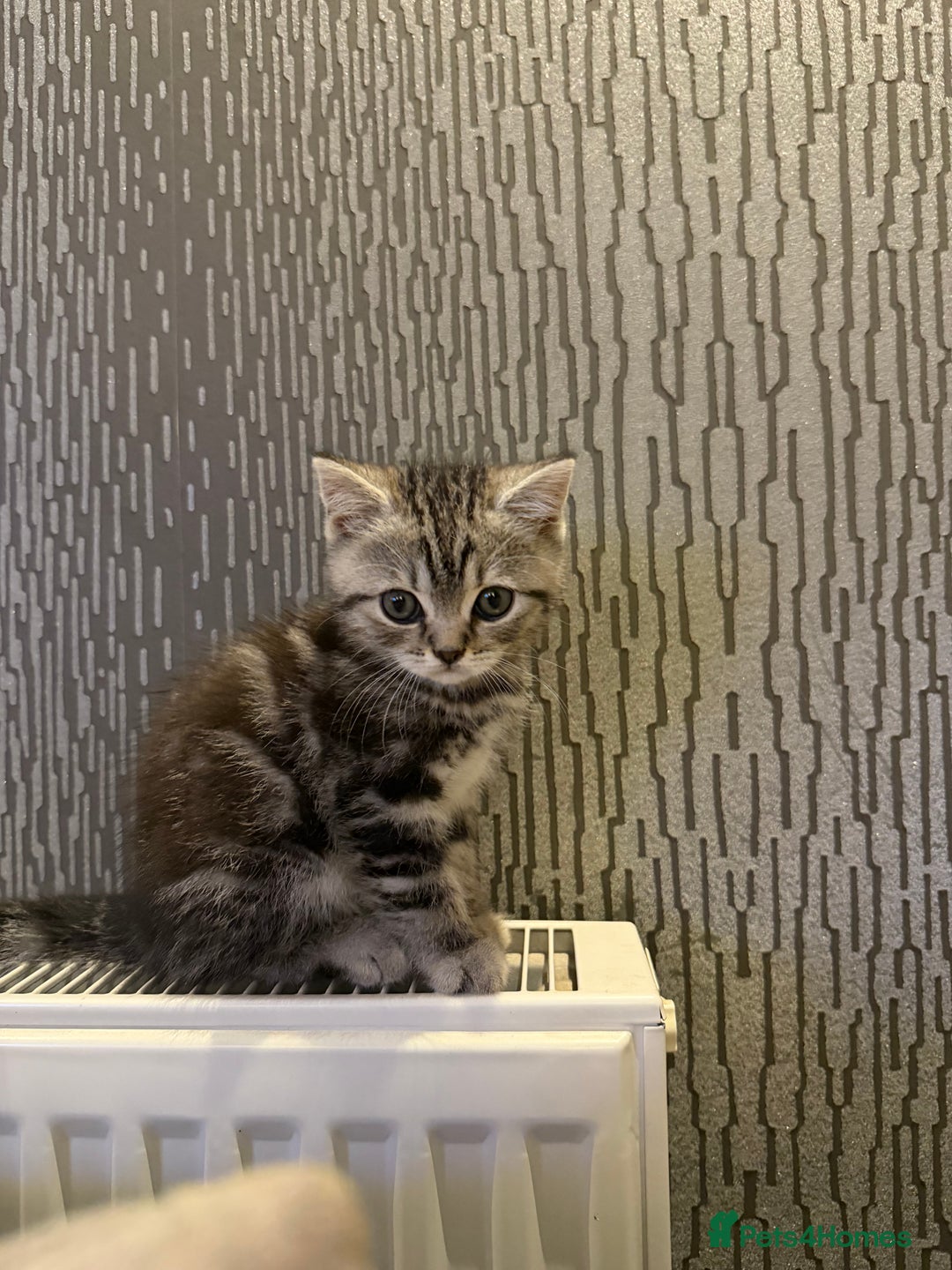 British Shorthair cats for sale: SILVER TABBY BRITISH SHORT HAIR - Advert 5