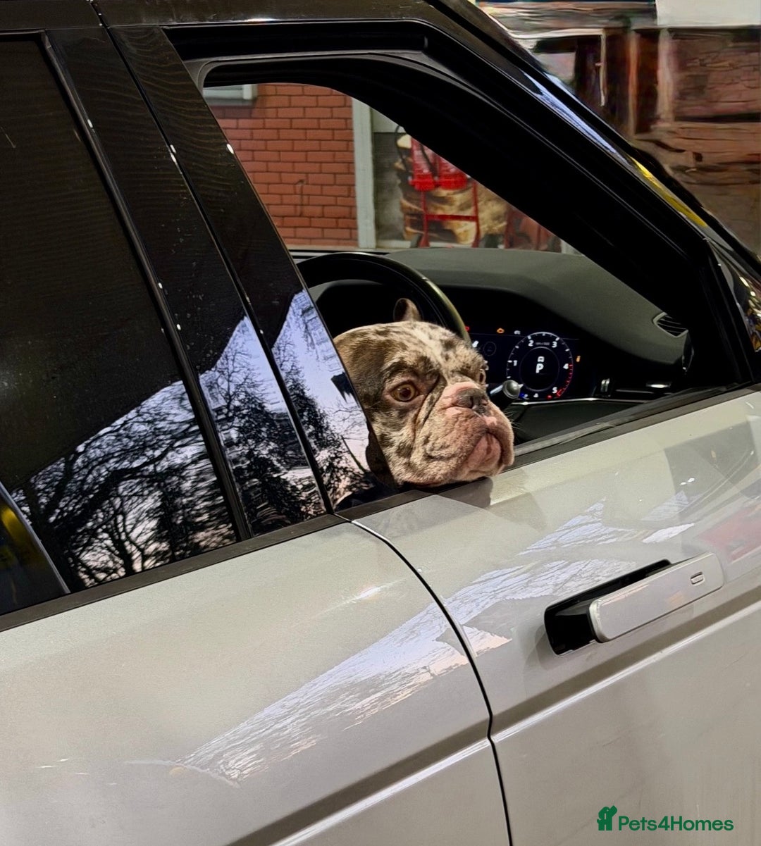 French Bulldog dogs for sale: French bulldog - Advert 10