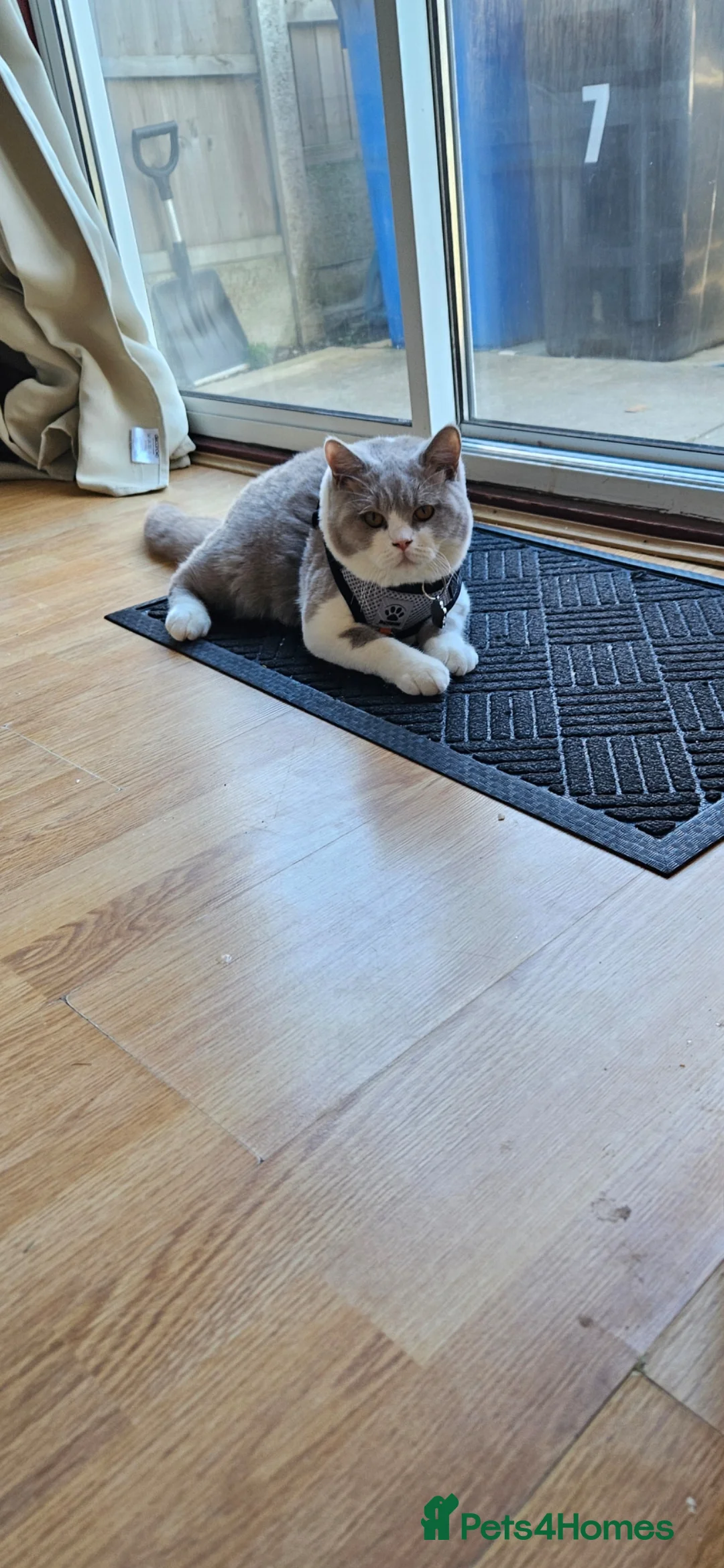 British Shorthair cats for stud: Storm in Derby - Advert 2