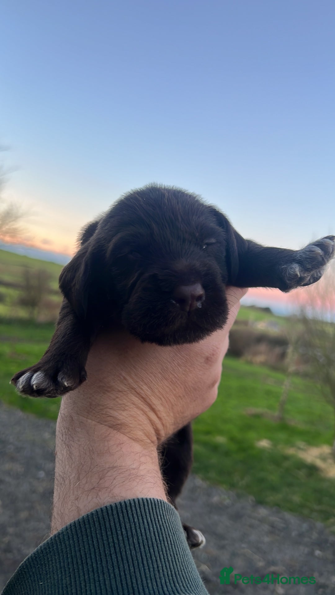 Mixed Breed dogs for sale: GWP x Hungarian wirehaired Viszla - Advert 4