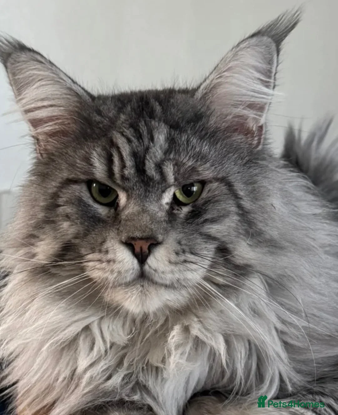 Maine Coon cats for sale: GCCF Registered Maine Coons - Advert 14