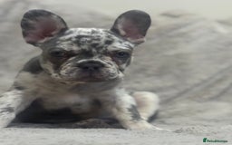 French Bulldog dogs for sale: Last girl left French bulldog - Image 1