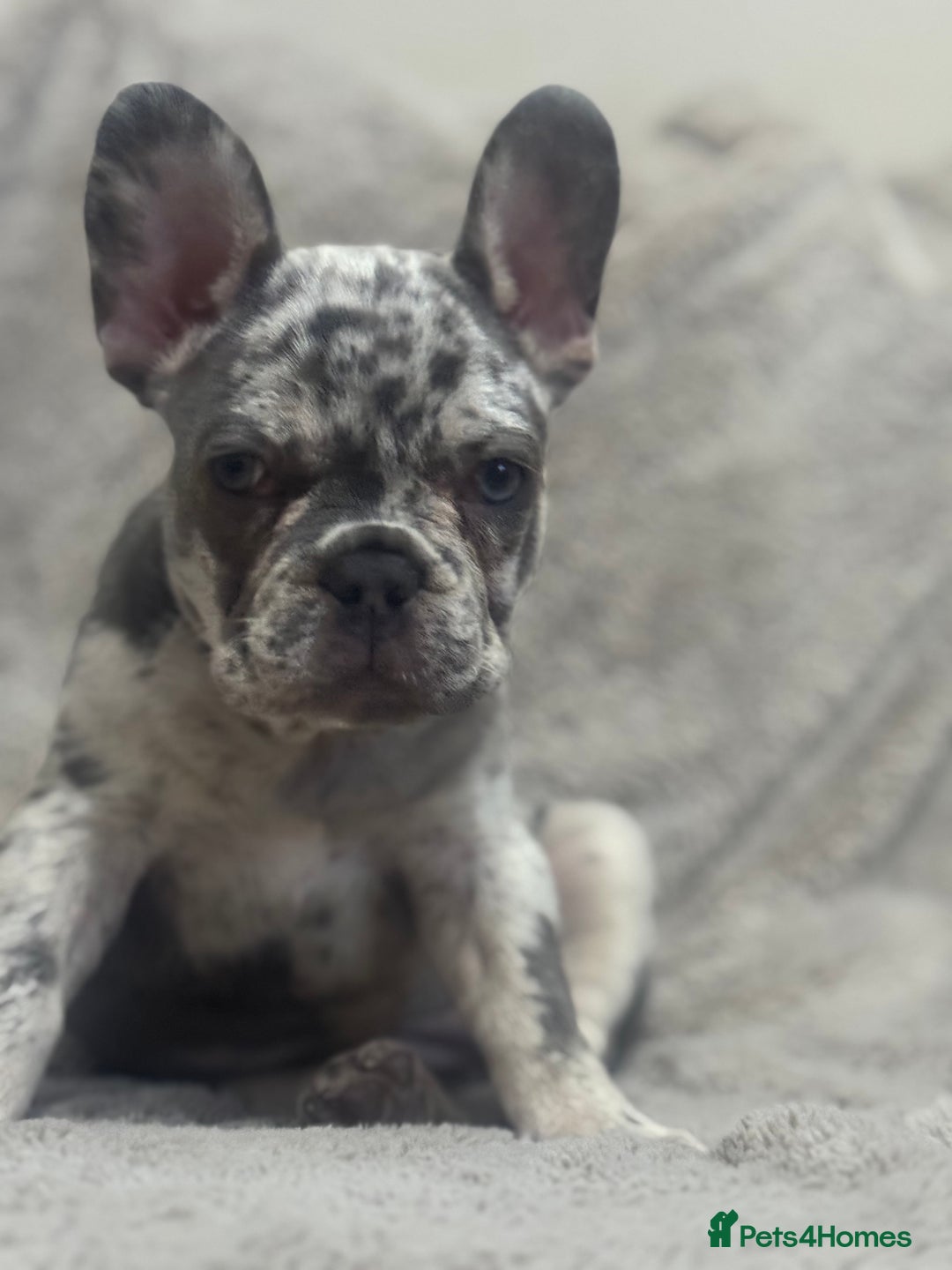 French Bulldog dogs for sale: Last girl left French bulldog - Image 1