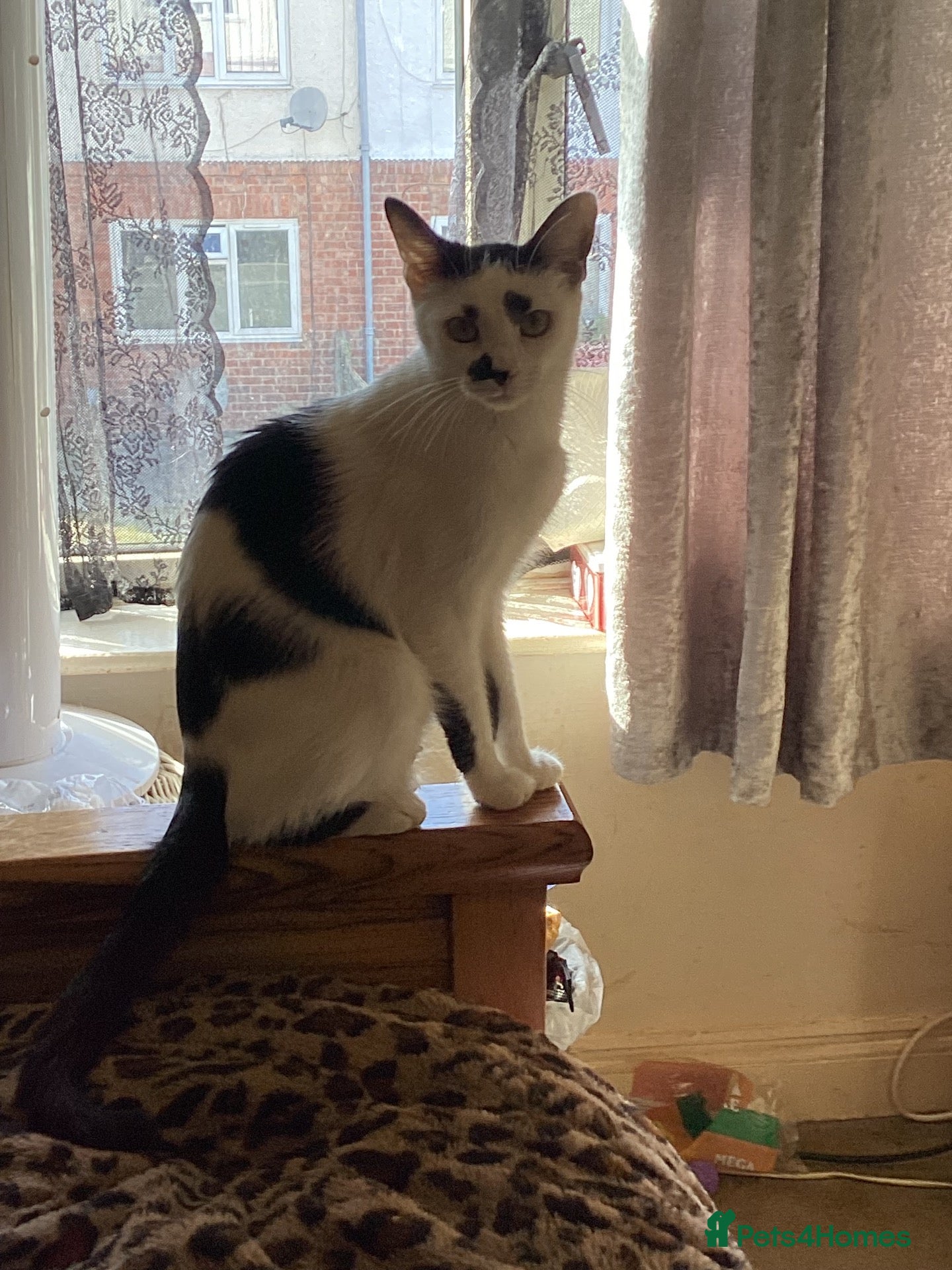 Mixed Breed cats for sale: Kitten ready now  - Advert 1