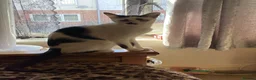 Mixed Breed cats for sale: Kitten ready now  in Evesham - Advert 1
