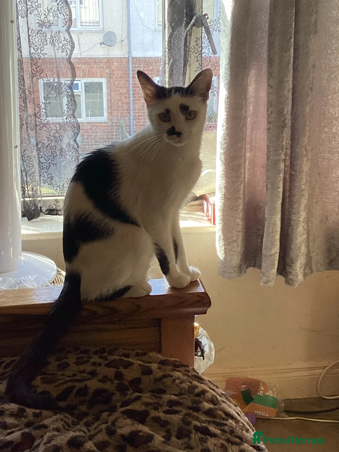 Mixed Breed cats for sale: Kitten ready now  in Evesham - Advert 1