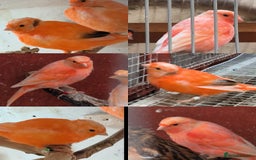 Canaries birds for sale: Young 2025 canaries  - Image 1
