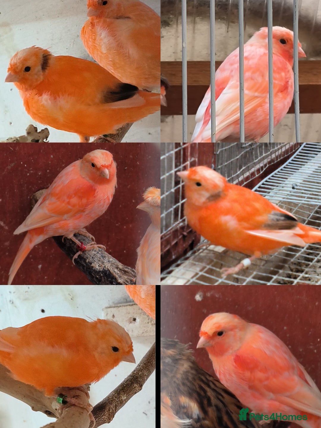 Canaries birds for sale: Young 2025 canaries  - Image 1