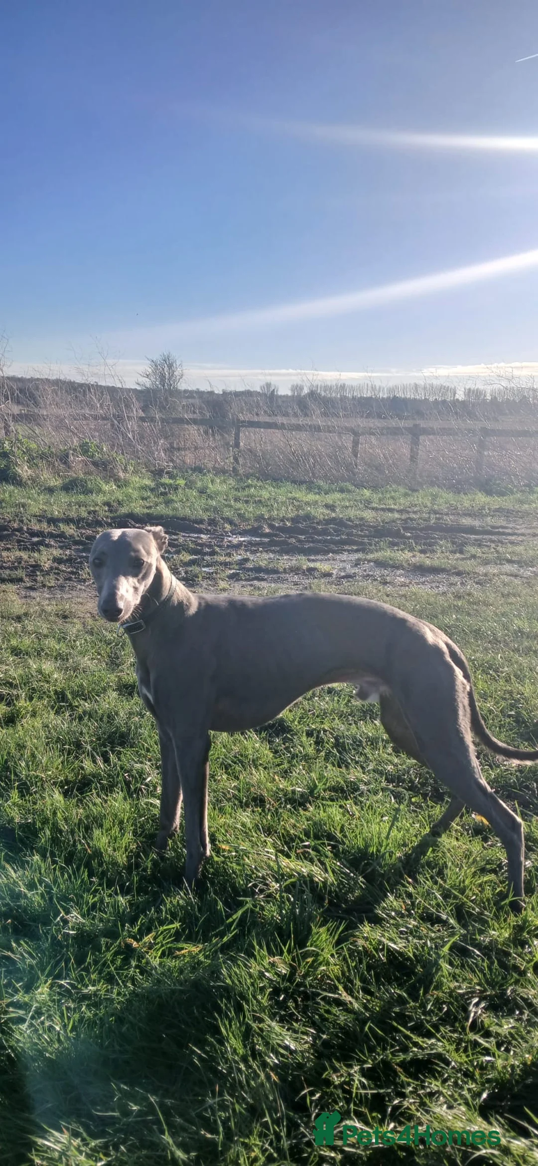 Whippet dogs for stud: Stud wippet - Advert 2