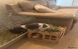 Mini Lop rabbits for sale: Mini Lop Sisters Looking for a Loving Home! - Image 5