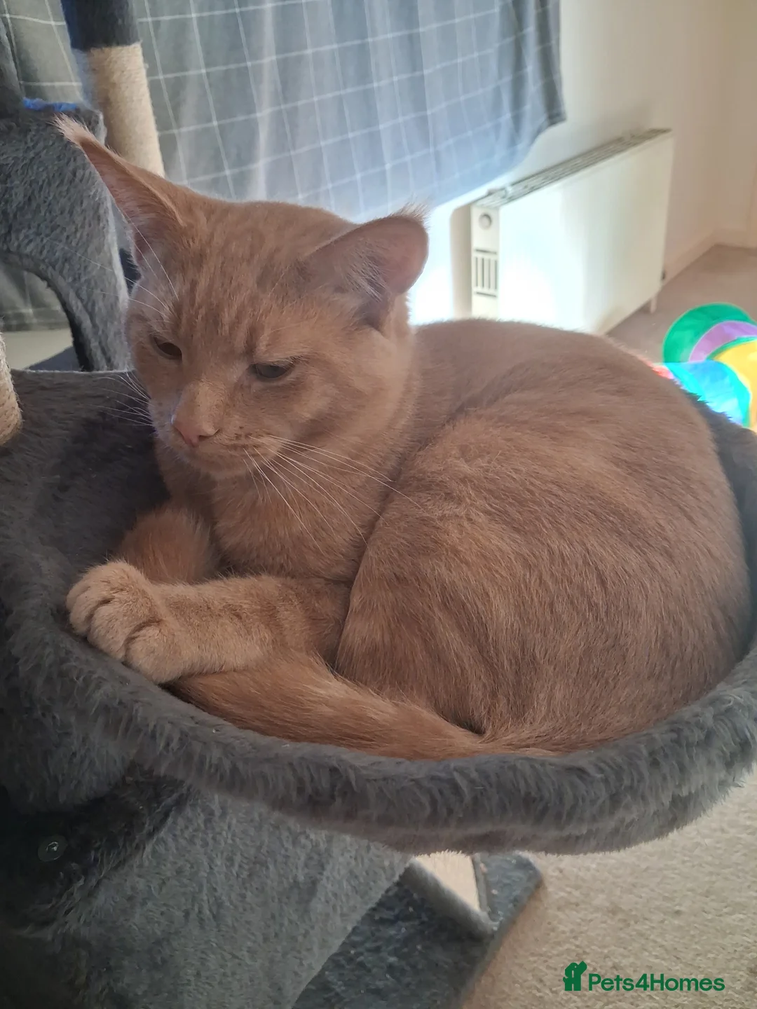 Mixed Breed cats for sale: Beautiful,playful maine coon cross kitten for sale - Advert 2