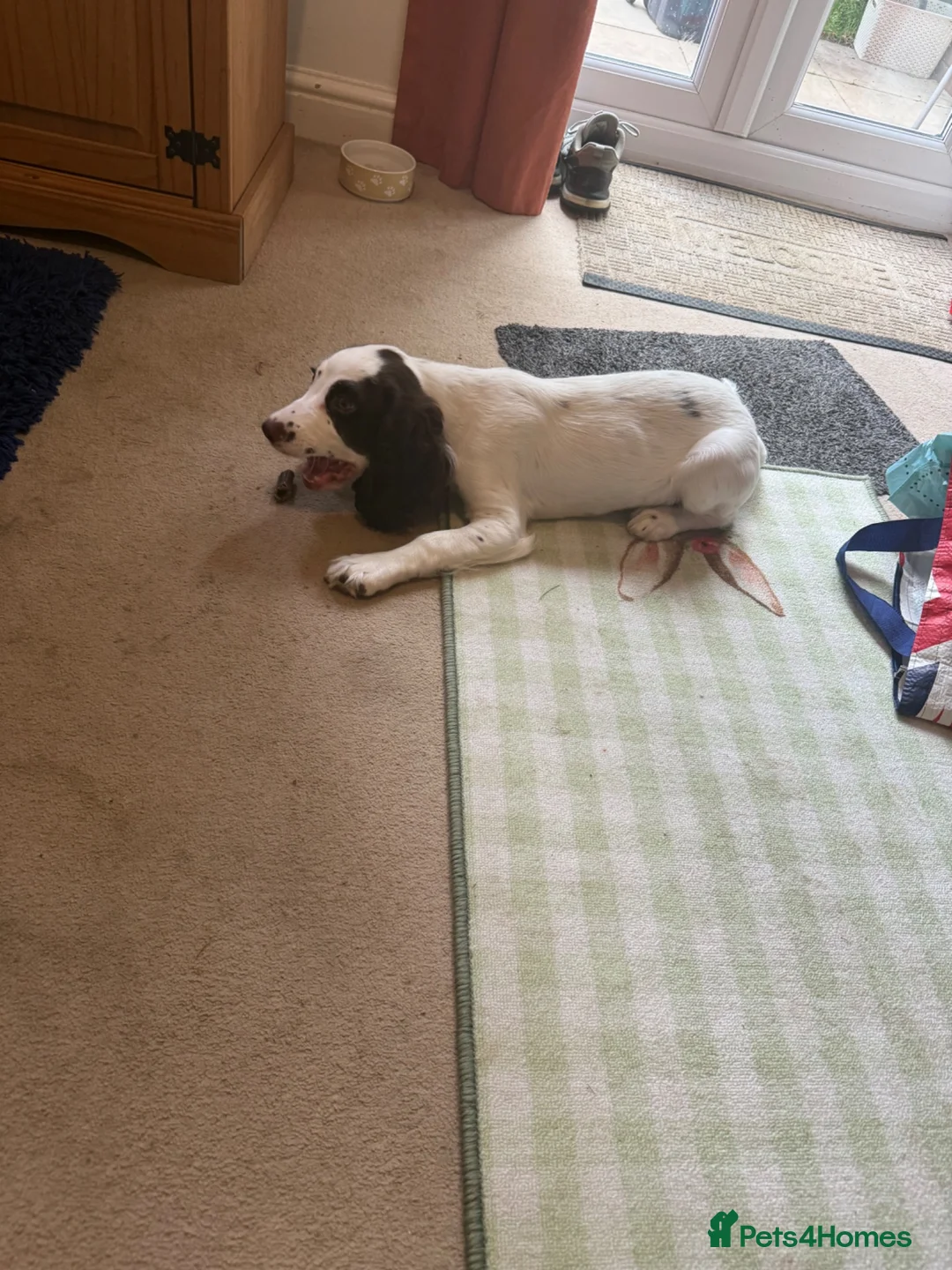 Sprocker dogs for sale: 16 week old male sprocker in Wrexham - Advert 2