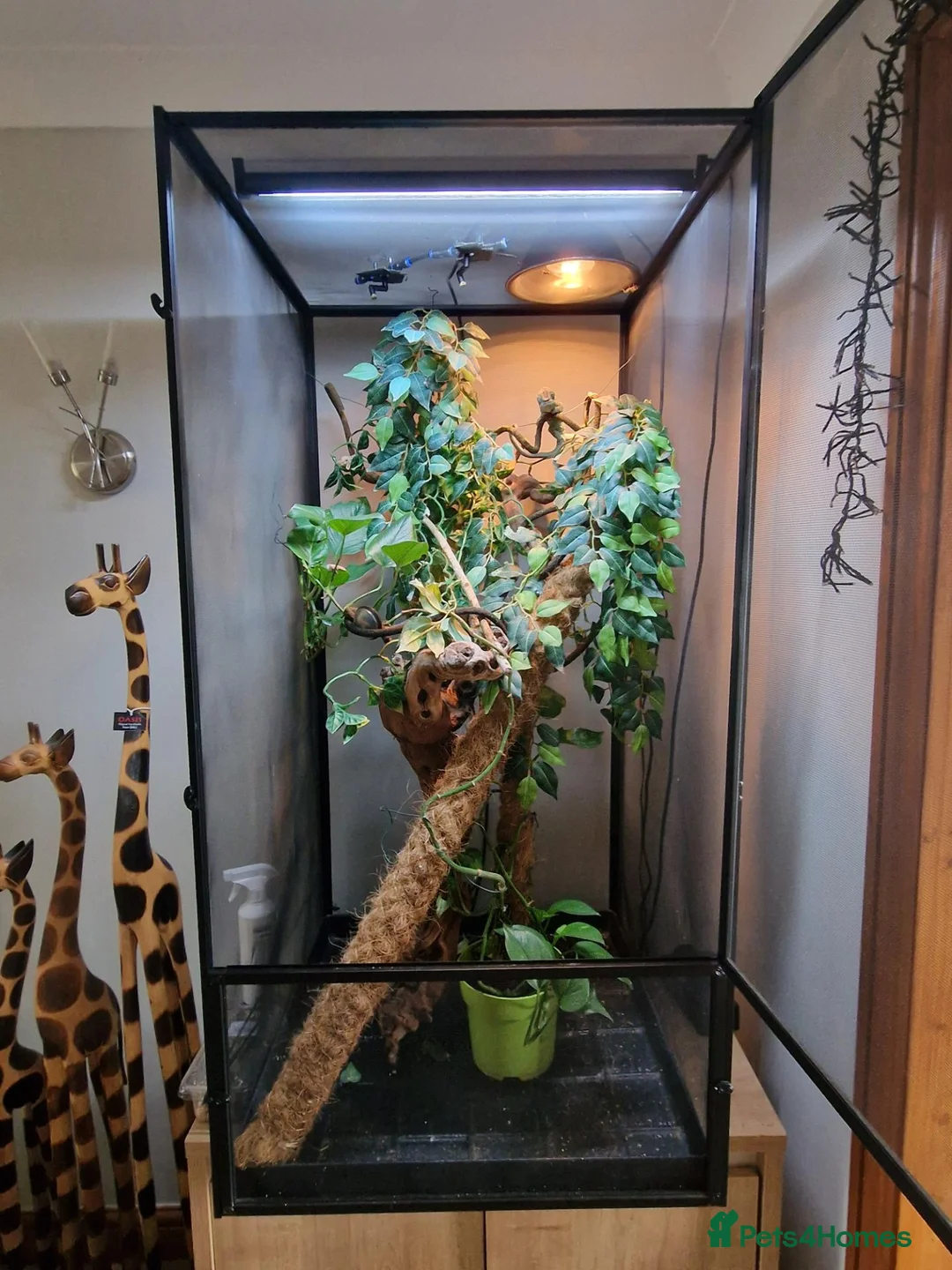 Chameleon reptiles for sale: Panther Chameleon and full enclosure... - Advert 1