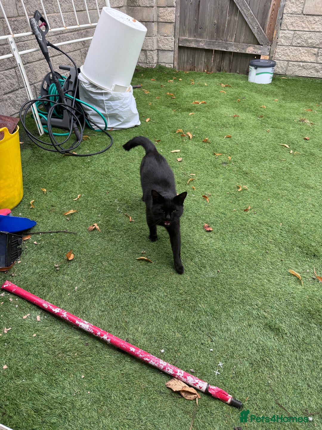 Mixed Breed cats for sale: X2 male cats Batman & Blacky - Image 4