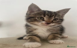 Mixed Breed cats for sale: Gorgeous tabby kittens are looking for new home  - Image 14