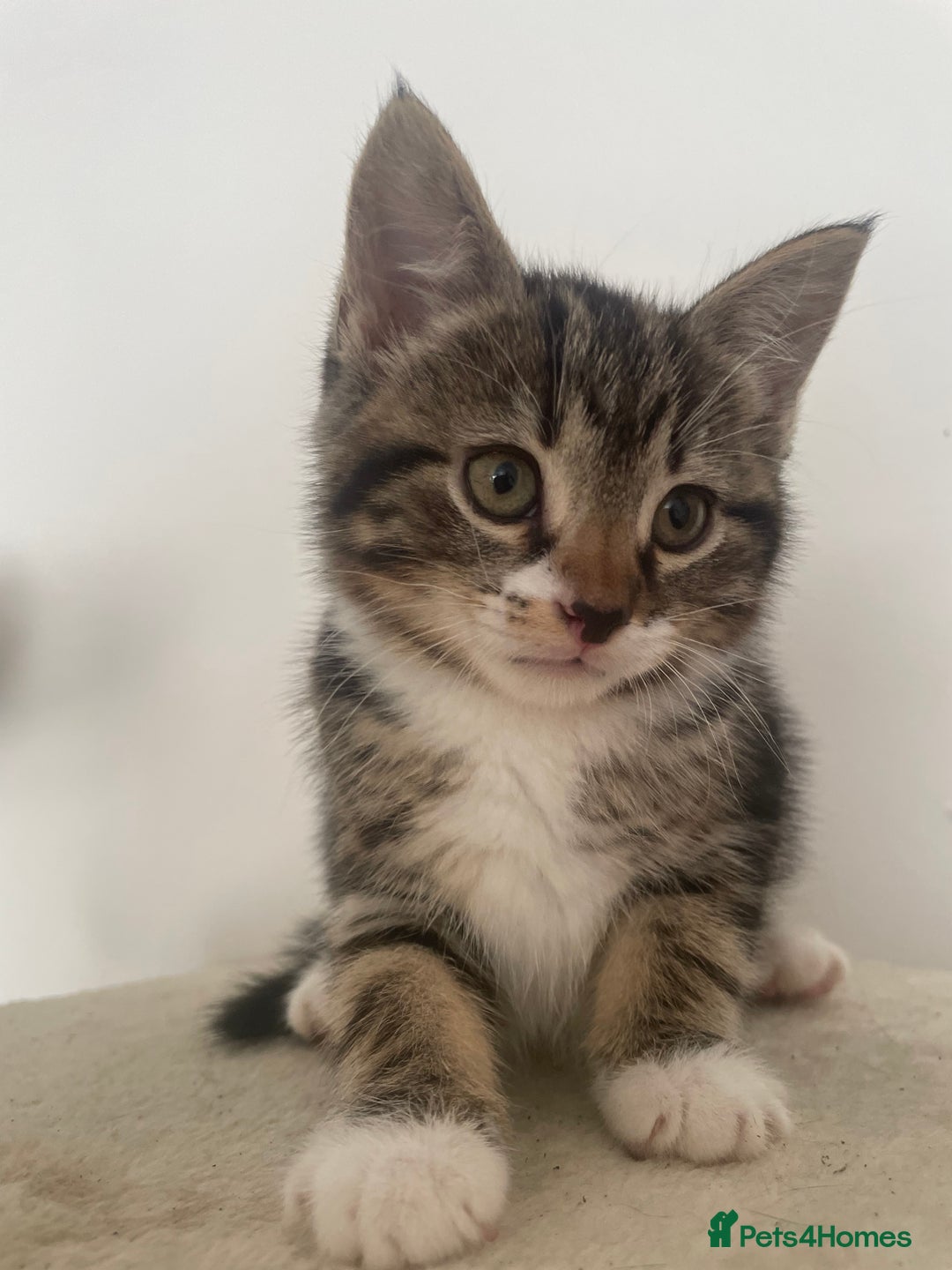 Mixed Breed cats for sale: Gorgeous tabby kittens are looking for new home  - Image 14